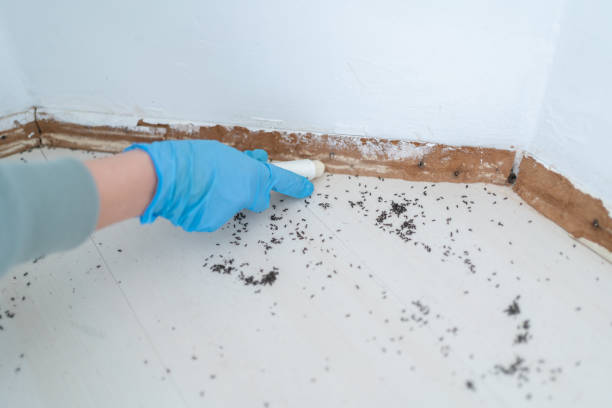 Best Flea Control Services  in Miami, AZ